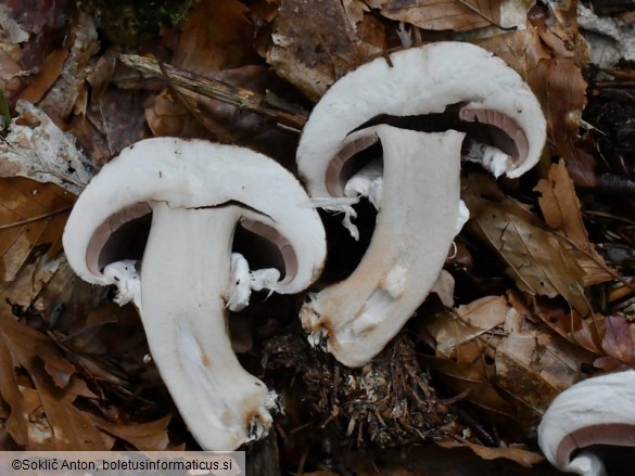 Agaricus bisporus