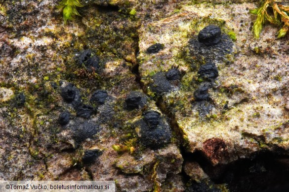 Navicella pileata