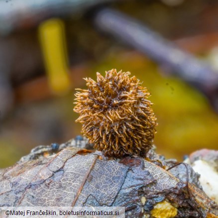 Cyathus striatus