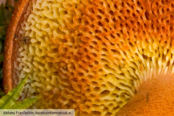 Chalciporus piperatus