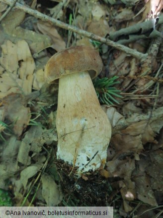 Boletus reticulatus
