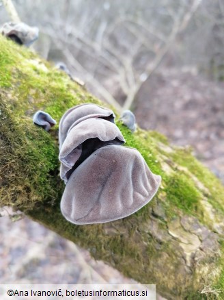 Auricularia auricula-judae