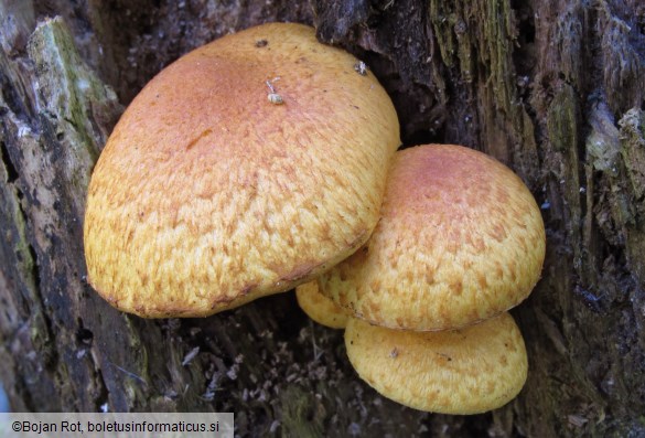 Pholiota tuberculosa