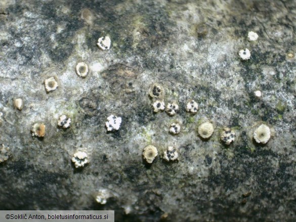 Leucostoma niveum