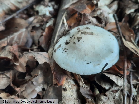 Hygrophorus fagi