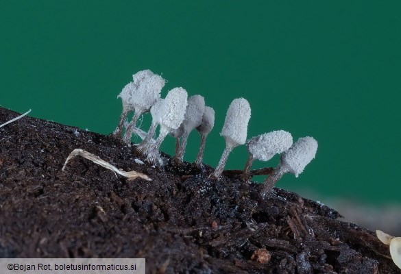 Arcyria cinerea