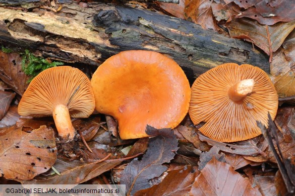 Lactarius aurantiacus