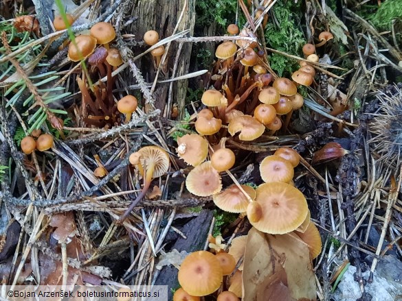 Xeromphalina campanella