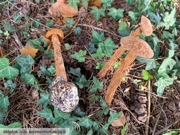 Battarrea phalloides