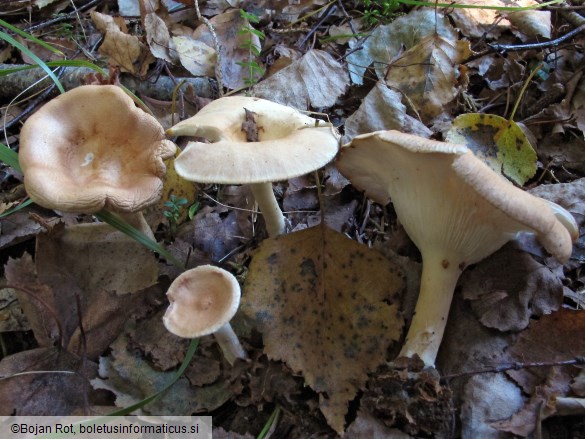 Infundibulicybe gibba
