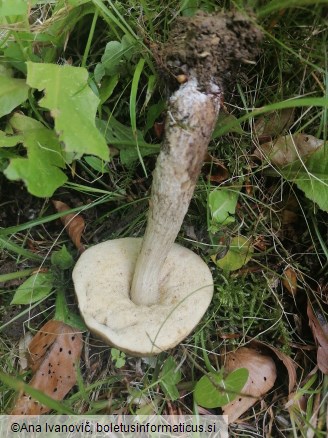Leccinellum pseudoscabrum