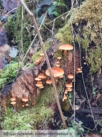 Flammulina velutipes