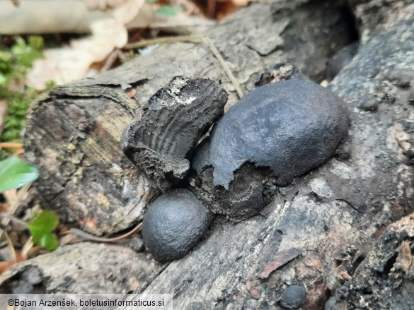 Daldinia concentrica