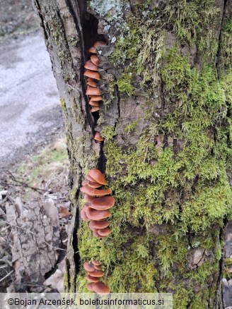 Flammulina velutipes
