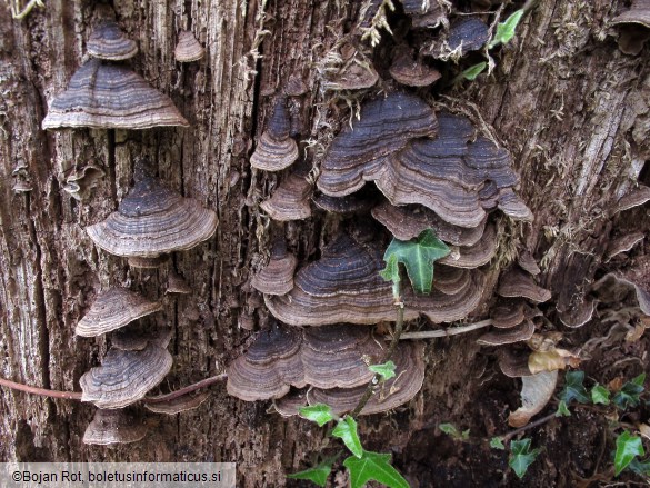 Hymenochaete rubiginosa
