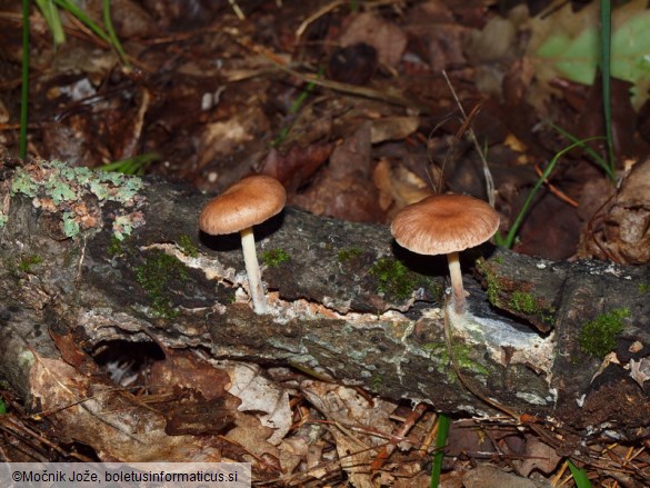 Gymnopus peronatus
