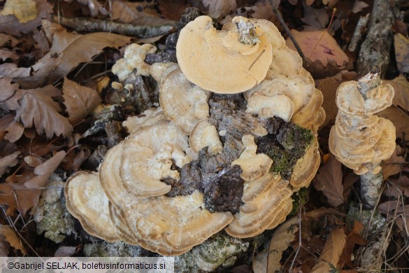 Trametes ochracea