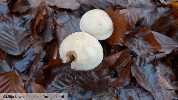 Hebeloma leucosarx