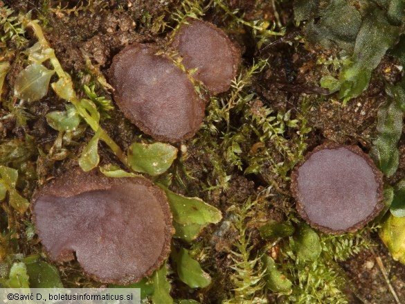 Ionopezia gerardii
