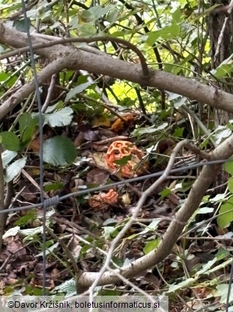 Clathrus ruber