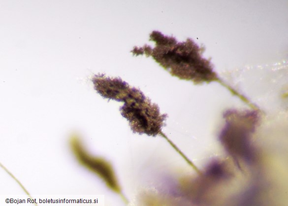 Cephalotrichum stemonitis