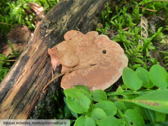 Hapalopilus nidulans