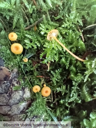 Rickenella fibula