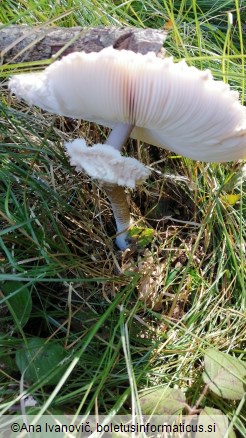 Macrolepiota procera