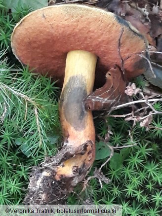 Neoboletus xanthopus