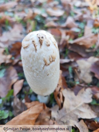 Coprinus comatus