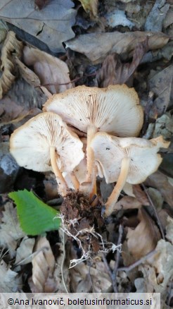 Gymnopus dryophilus