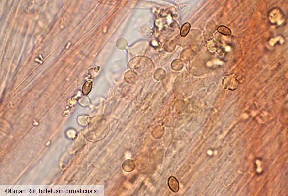 Conocybe dumetorum