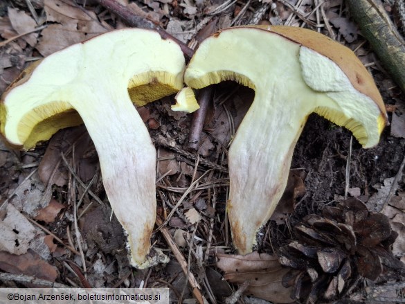 Xerocomus subtomentosus