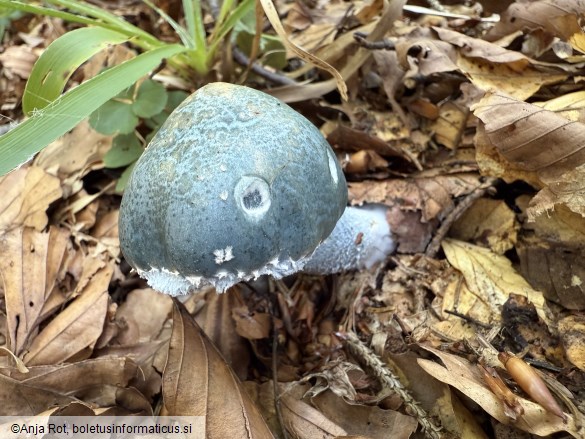 Stropharia aeruginosa