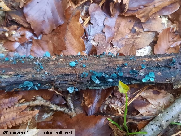 Chlorociboria aeruginascens