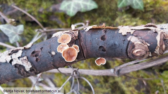 Schizophyllum amplum