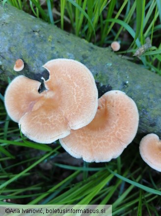 Neofavolus alveolaris