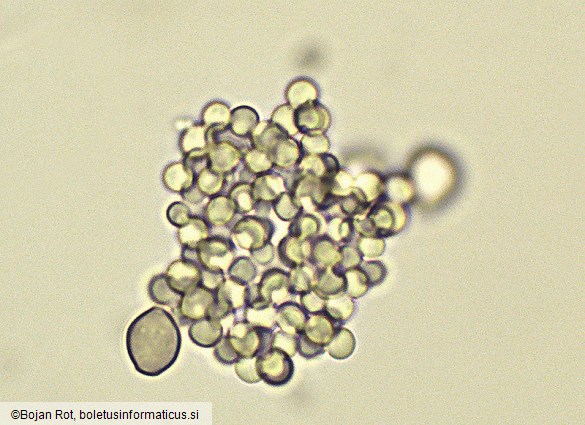Cephalotrichum stemonitis