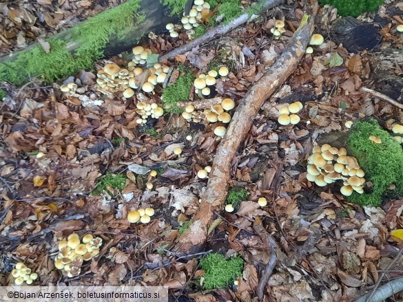 Hypholoma fasciculare