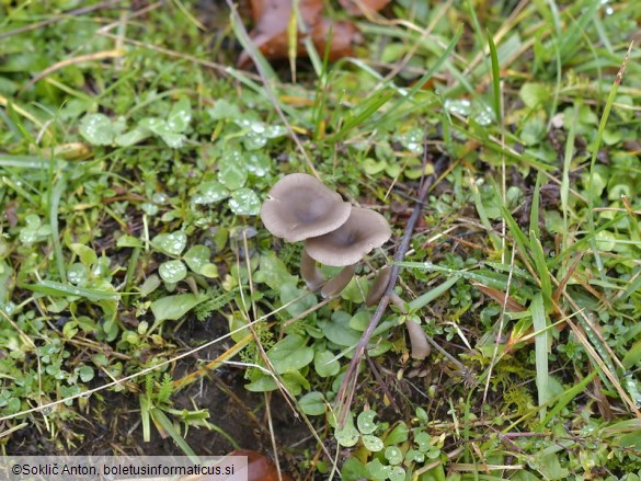 Pseudoclitocybe expallens