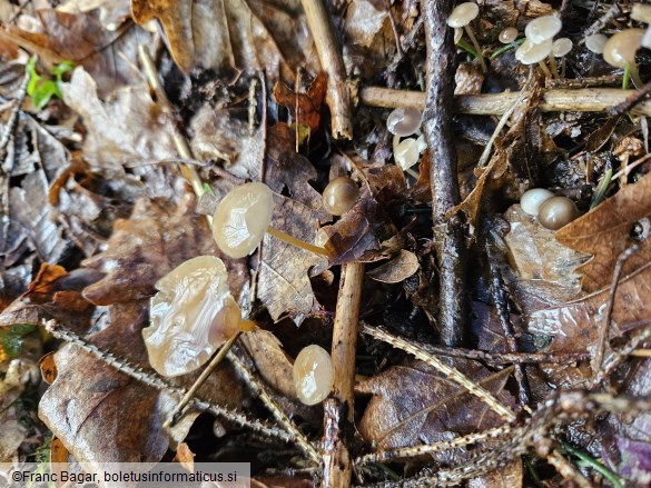 Strobilurus esculentus
