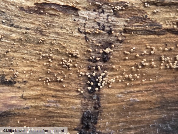 Merismodes anomala