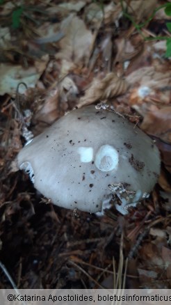 Amanita excelsa