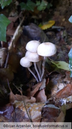 Gymnopus confluens