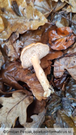 Hydnum rufescens