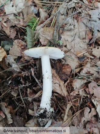 Amanita gemmata