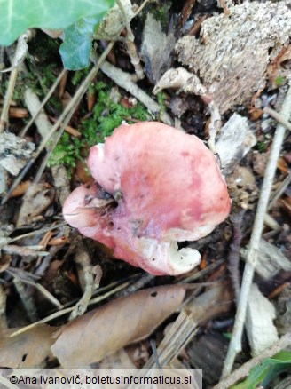 Gomphidius roseus