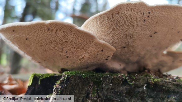 Trametes gibbosa