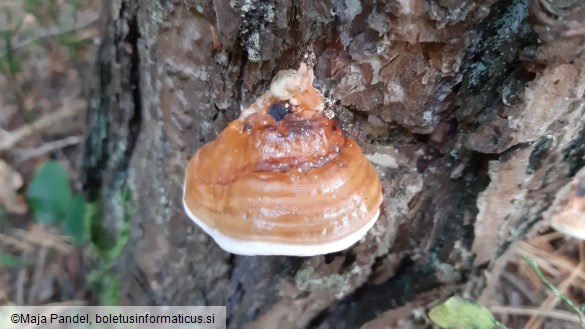 Fomitopsis pinicola