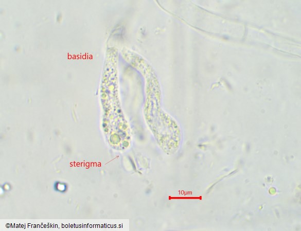 Chalciporus piperatus